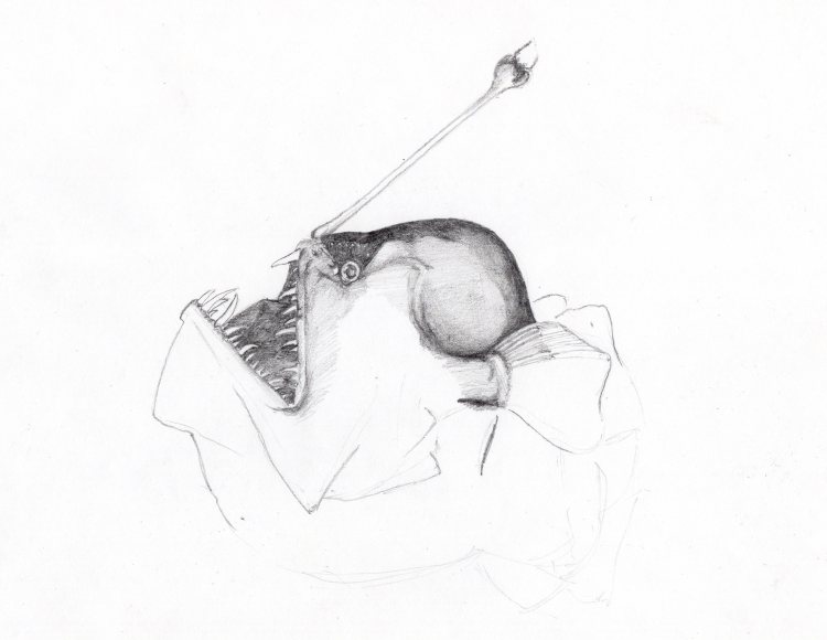 anglerfish003